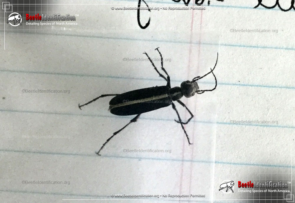 Full-sized image #3 of the Margined Blister Beetle