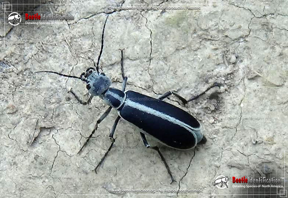 Full-sized image #2 of the Margined Blister Beetle