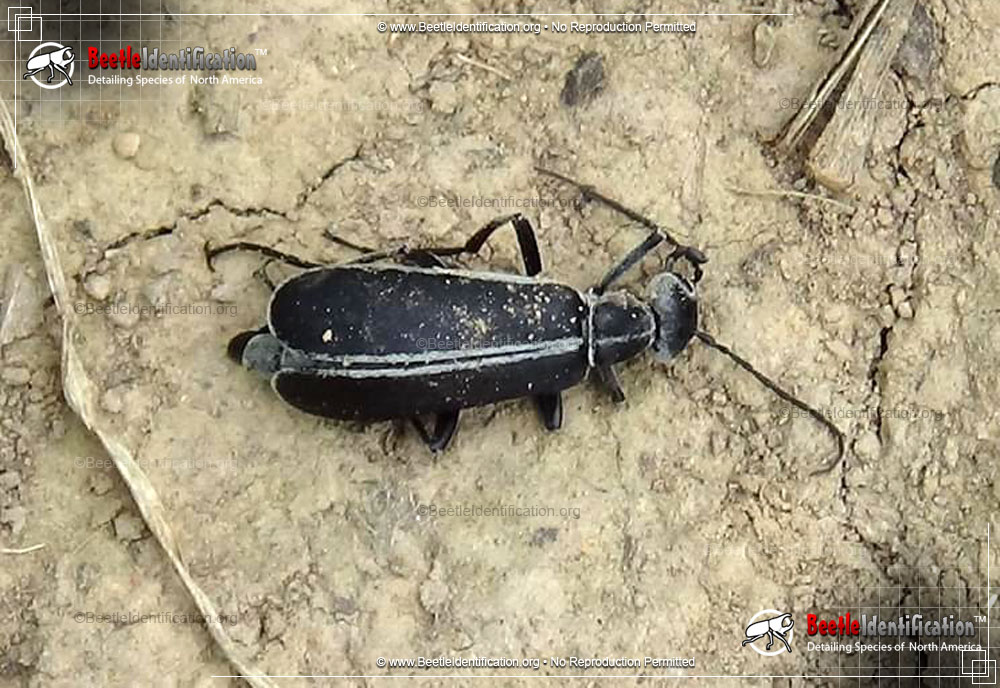 Full-sized image #4 of the Margined Blister Beetle