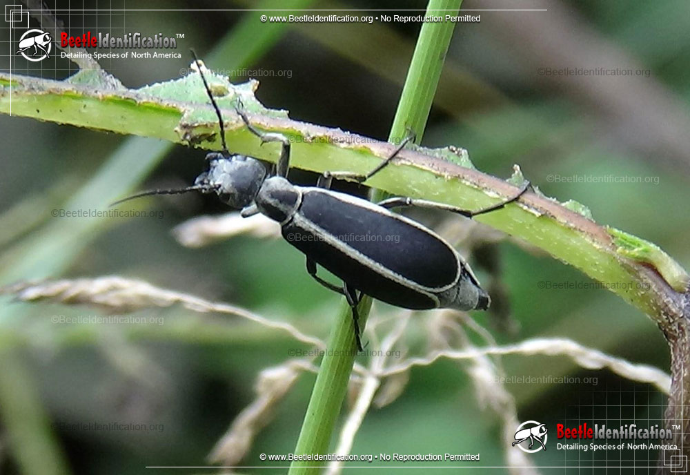 Full-sized image #1 of the Margined Blister Beetle