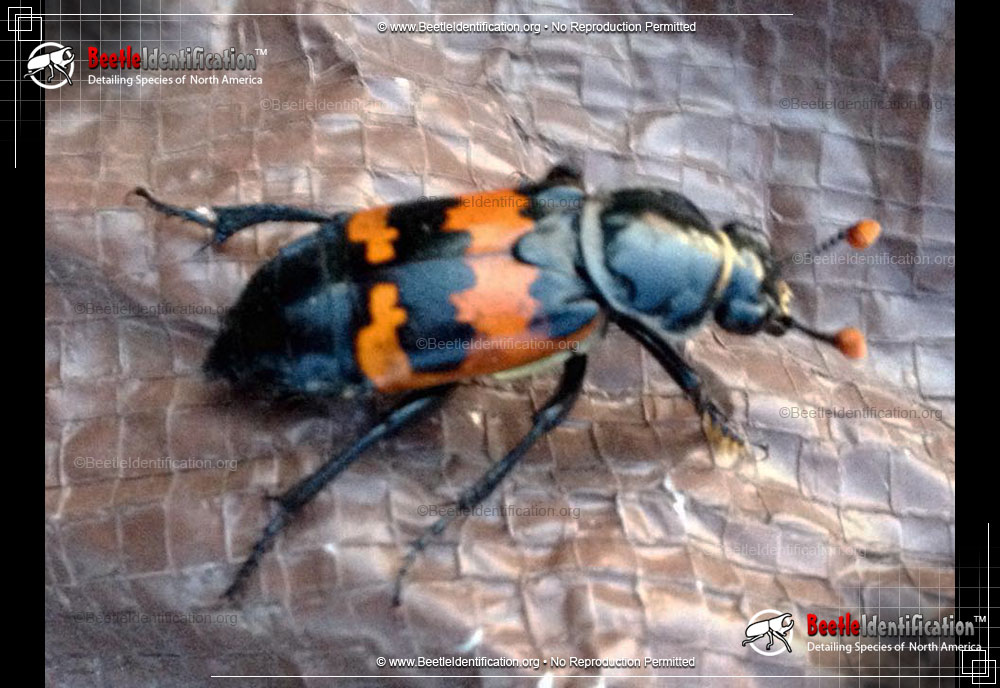 Full-sized image #1 of the Margined Burying Beetle