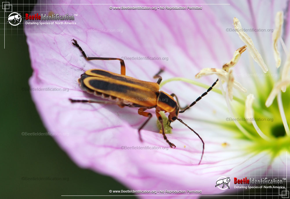 Full-sized image #1 of the Margined Leatherwing Beetle