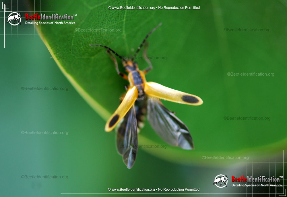 Full-sized image #3 of the Margined Leatherwing Beetle