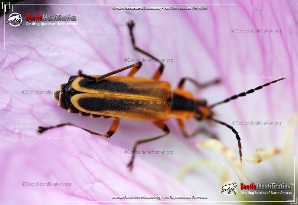Full-sized image #4 of the Margined Leatherwing Beetle