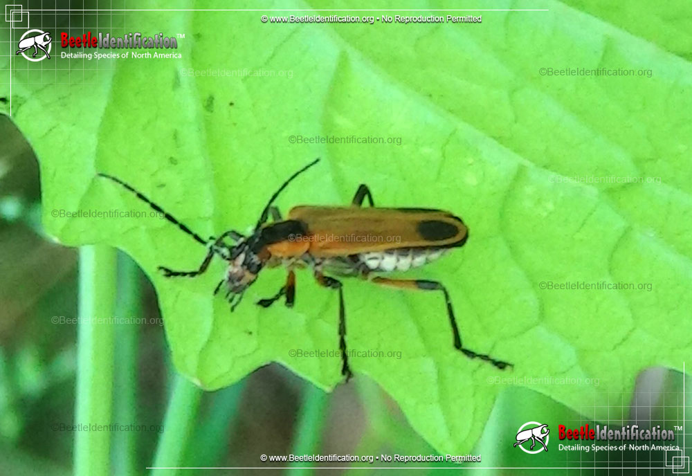 Full-sized image #5 of the Margined Leatherwing Beetle
