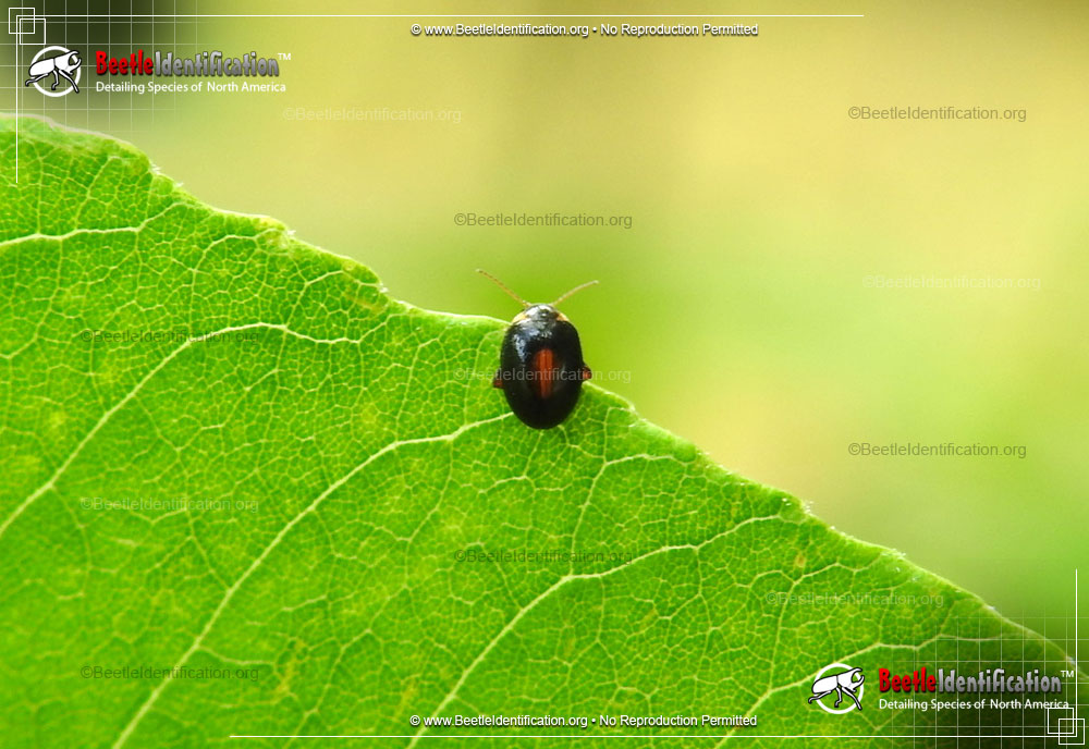 Full-sized image #1 of the Marsh Beetle
