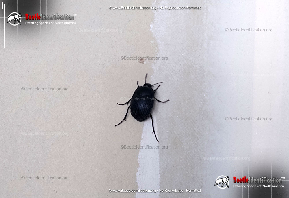 Full-sized image #1 of the May Beetle - <em>P. cribrosa</em>