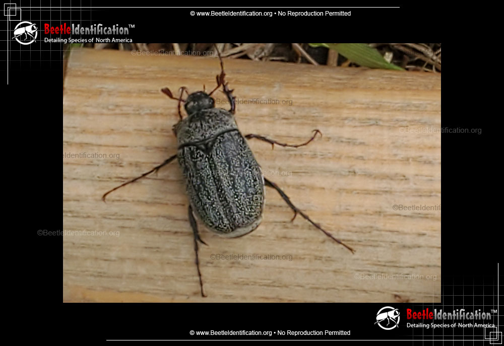 Full-sized image #1 of the May Beetle - <em>P. lanceolata</em>