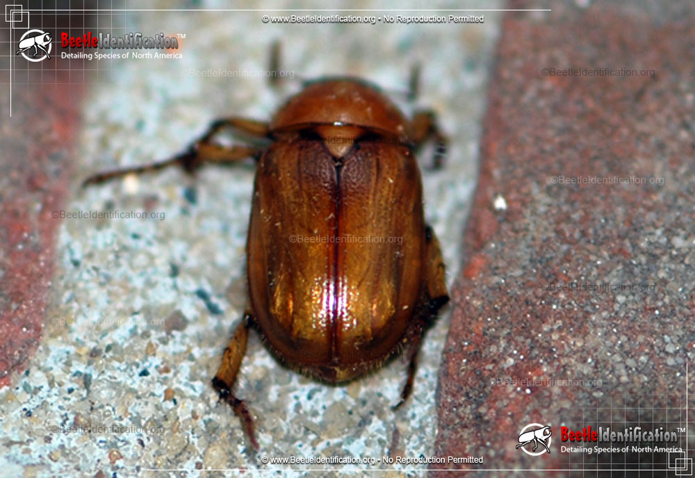 Full-sized image #1 of the May Beetles
