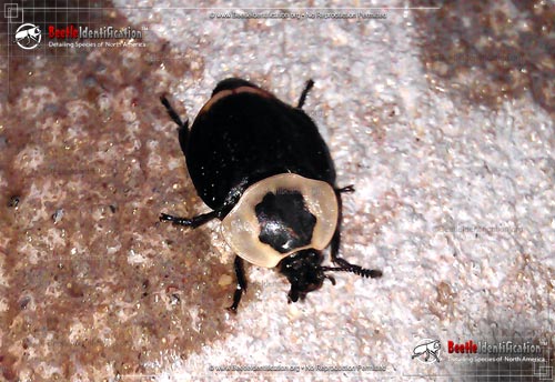 Thumbnail image #4 of the American Carrion Beetle
