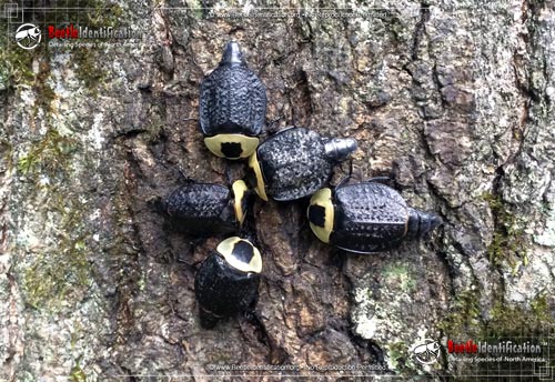 Thumbnail image #5 of the American Carrion Beetle