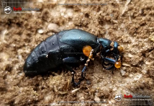 Thumbnail image #1 of the American Oil Beetle