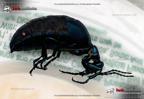 Thumbnail image #4 of the American Oil Beetle