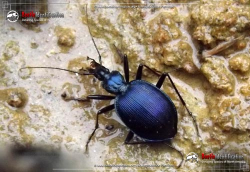 Thumbnail image #2 of the Andrew's Snail-eating Beetle