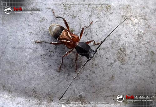 Thumbnail image #1 of the Ant-like Longhorn Beetle