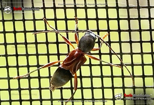 Thumbnail image #2 of the Ant-like Longhorn Beetle