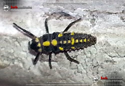 Thumbnail image #3 of the Ashy Gray Lady Beetle