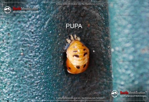 Thumbnail image #5 of the Asian Multi-colored Lady Beetle