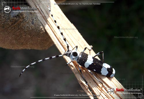 Thumbnail image #3 of the Banded Alder Borer Beetle