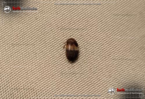 Thumbnail image #1 of the Banded Black Carpet Beetle