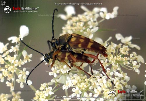 Thumbnail image #2 of the Banded Longhorn Beetle