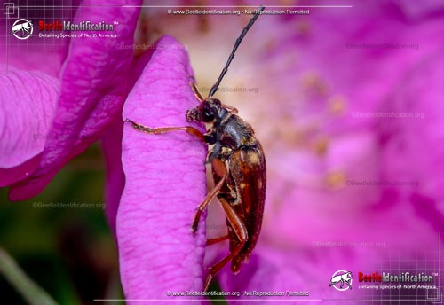 Thumbnail image #3 of the Banded Longhorn Beetle