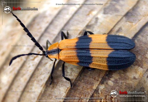 Thumbnail image #2 of the Banded Net-winged Beetle