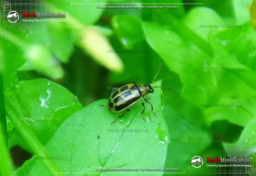 Thumbnail image #1 of the Bean Leaf Beetle