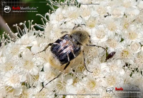 Thumbnail image #4 of the Bee-like Flower Scarab Beetle