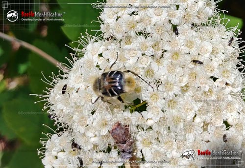 Thumbnail image #2 of the Bee-like Flower Scarab Beetle