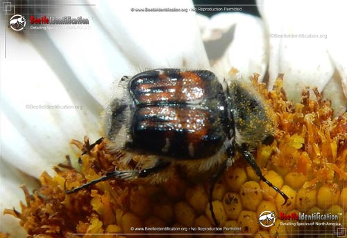 Thumbnail image #1 of the Bee-like Flower Scarab Beetle