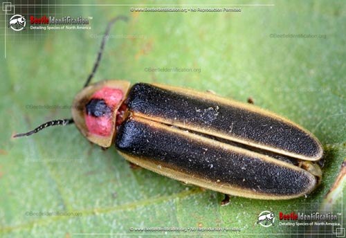 Thumbnail image #1 of the Big Dipper Firefly