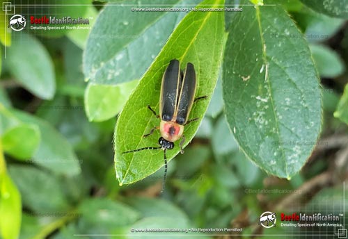 Thumbnail image #4 of the Big Dipper Firefly