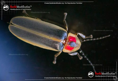 Thumbnail image #5 of the Big Dipper Firefly