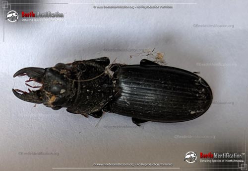 Thumbnail image #1 of the Big-headed Ground Beetle