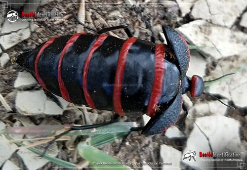 Thumbnail image #3 of the Black and Red Blister Beetle