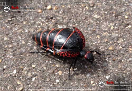 Thumbnail image #1 of the Black and Red Blister Beetle