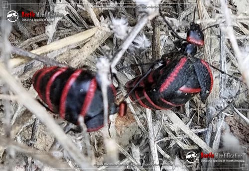 Thumbnail image #5 of the Black and Red Blister Beetle