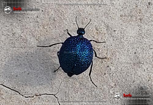 Thumbnail image #1 of the Black Bladder-bodied Meloid Beetle