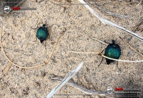 Thumbnail image #2 of the Black Bladder-bodied Meloid Beetle