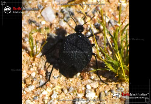 Thumbnail image #3 of the Black Bladder-bodied Meloid Beetle