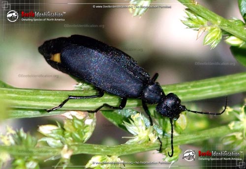 Thumbnail image #1 of the Black Blister Beetle