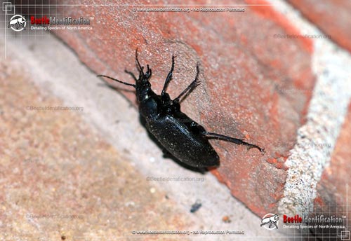 Thumbnail image #2 of the Black Caterpillar Hunter