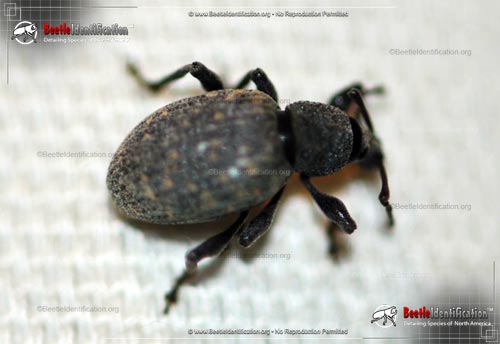 Thumbnail image #1 of the Black Vine Weevil