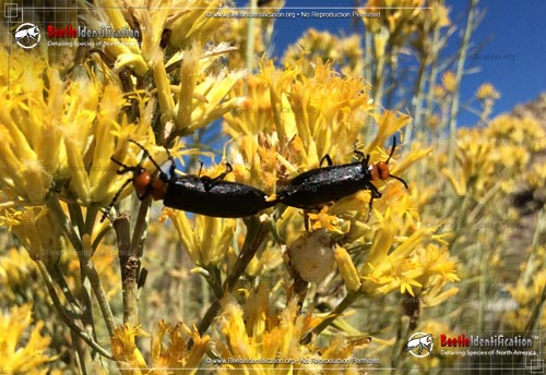 Thumbnail image #1 of the Blister Beetle: <em>L. aeneipennis</em>