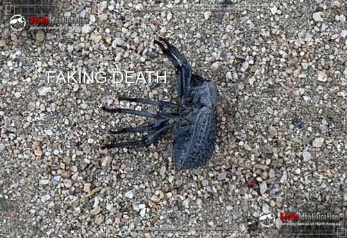 Thumbnail image #3 of the Blue Death-Feigning Beetle
