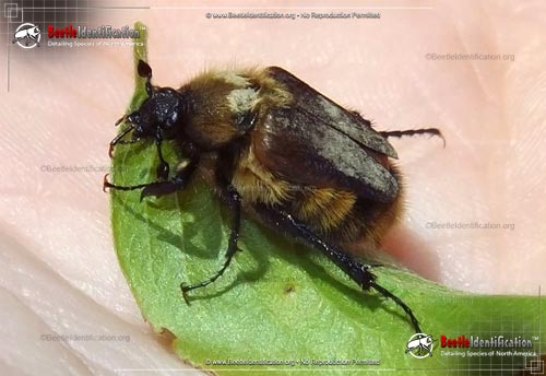 Thumbnail image #1 of the Bumblebee Scarab Beetle