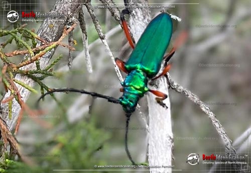 Thumbnail image #1 of the Bumelia Borer Beetle