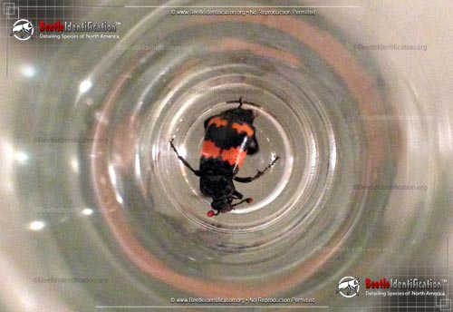 Thumbnail image #1 of the Burying Beetle