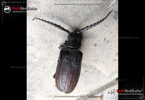 Thumbnail image #4 of the California Root Borer Beetle